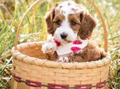pet breeding business with