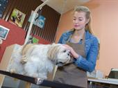 profitable pet grooming boarding