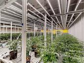 thriving medical cannabis cultivation