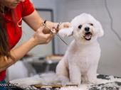 dog wash spa with