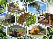 longstanding tree service produces