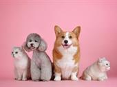 pet shop with grooming