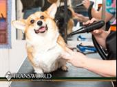 leading mobile pet grooming