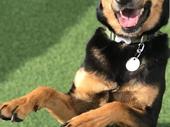 multi-award-winning pet care facility