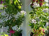 hydroponics manufacturing business with