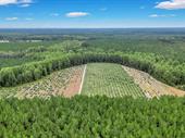 georgia olive farm land