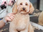 dog grooming pet supplies