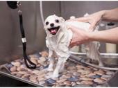 established dog grooming facility