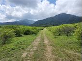 high yield producing lime