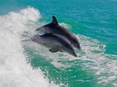 lucrative boat tours top