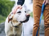 amazing pet waste management