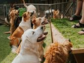 dog daycare boarding grooming