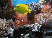 reputable aquarium animal import