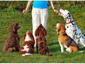 premier dog training boarding