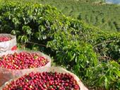 aquamarine mine specialty coffee