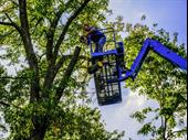 tree service
