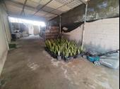 well established plants nursery