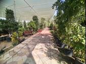well established plants nursery