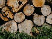 business opportunity thriving timber