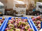 fruit veg distribution nsw