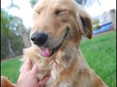 dog cat dental services