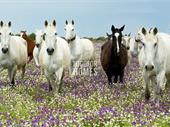 equestrian estate 2 licensed