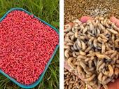 relocatable online fishing bait