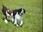 dog day care real