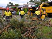 jim's tree lopping for