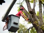 established tree service business