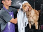 successful pet grooming utah