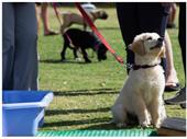 turnkey puppy dog training