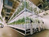 full vertical nj cannabis