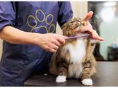 two successful pet grooming