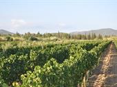 wine-growing agricultural business sardinia