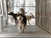 pet boarding kennels business
