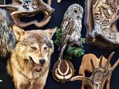 premier australian taxidermy supplies