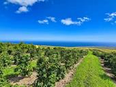 award-winning coastal coffee farm