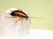 bespoke pest control business