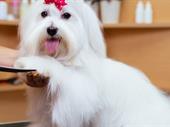 profitable dog grooming howard