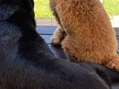 premier pet care business