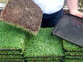 production nursery freehold
