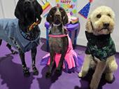 under offer doggie daycare