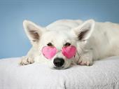 best show pet grooming