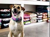 premium pet shop start-up