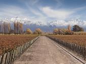premium vineyards uco valley