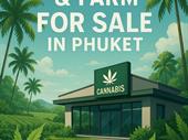 cannabis-dispensary& seeds& flower growing