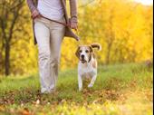 pet walking care services