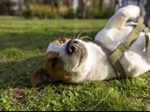 turnkey doggy daycare with