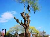 tree surgeons